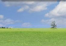 grass